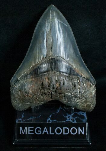 Razor Sharp Megalodon Tooth #5816